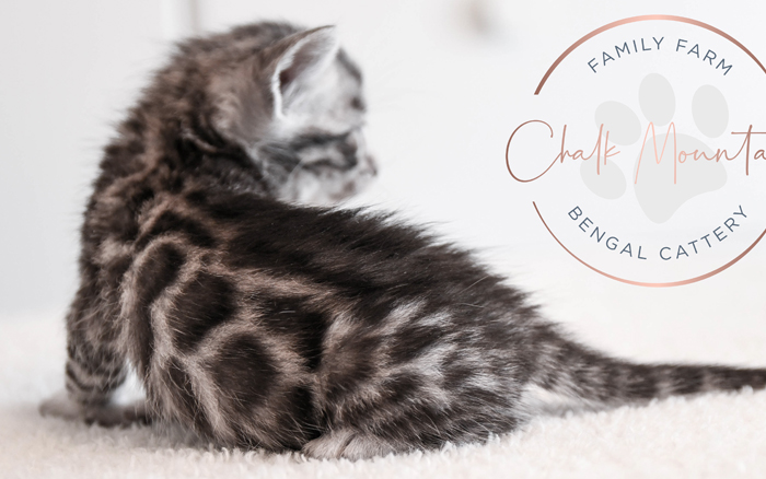 Bengal kitten for sale